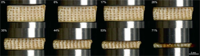 圧縮試験中の菌糸体グリッド構造のようす　出典：論文「Three-dimensional-printing-of-mycelium-hydrogels-into-living-complex-materials」